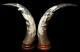 Chinese Dragon Decorated Polished Cow Horns Set On Wooden Bases Large 11